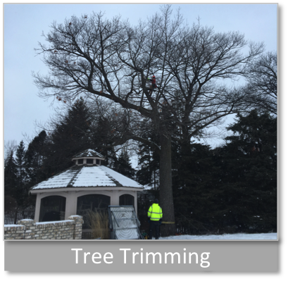 DVTreeTrimming